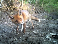 FI001Vulpes vulpes (Volpe)